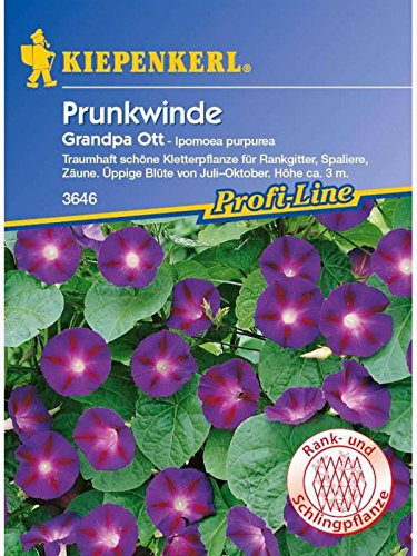 Ipomoea purpurea Prunkwinde Grandpa Ott dunkelblau