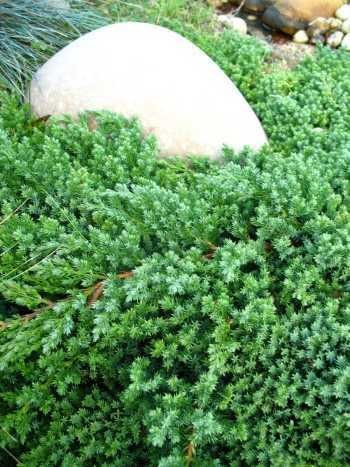 japanischer Kriechwacholder Juniperus procumbens Nana 25-30 cm breit im 3 Liter Pflanzcontainer
