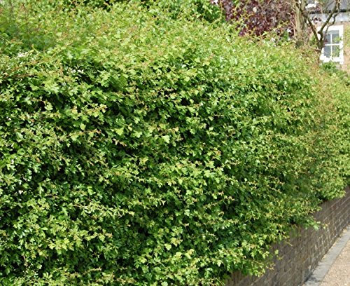 Müller Münchehof GmbH Weissdorn im Kleincontainer - 10 Stück Größe 40 bis 60 cm