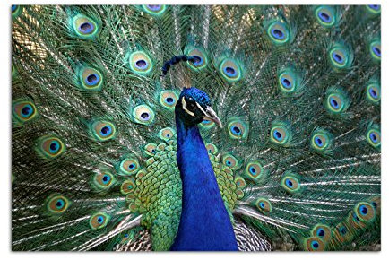 Paul Sinus Art 120x80cm - WANDBILD Pfau Federn bunt Vogel - Leinwandbild auf Keilrahmen modern stilvoll - Bilder und Dekoration