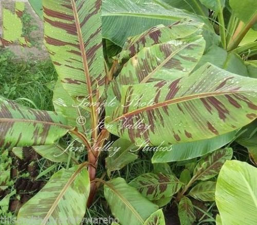 Musa Zebrina Zebra Banana semi perfettamente rigogliosa delle piante tropicali Giallo Blooms