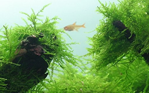 Taxiphyllum barbieri (Javamoos) 1-2-GROW! (In Vitro)