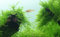 Taxiphyllum barbieri (Javamoos) 1-2-GROW! (In Vitro)