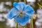 Meconopsis betonicifolia Blauer Scheinmohn 30 Samen Blauer Mohn (Poppy Blue Himalayan)