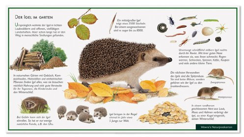 Der Igel im Garten - Wawra Naturpostkarte Nr. 36 zum Entdecken, Beobachten, Bestimmen - 22 cm x 12 cm