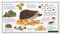 Der Igel im Garten - Wawra Naturpostkarte Nr. 36 zum Entdecken, Beobachten, Bestimmen - 22 cm x 12 cm