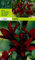 Lilium asiatic - Schwarze Asiatische Lilie Landini