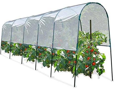 ProBache - Serra per pomodori, 6 m