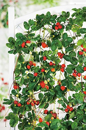 Erdbeere Hänge- & Klettererdbeere®' - Fragaria x ananassa - immergragend, ertragreich, leuchtendrot, mittelgroß, aromatisch-süße Früchte