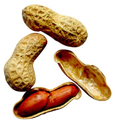 Erdnuss Samen 10 stk (Arachis hypogaea L.) Züchten sie ihre Erdnüsse selbst