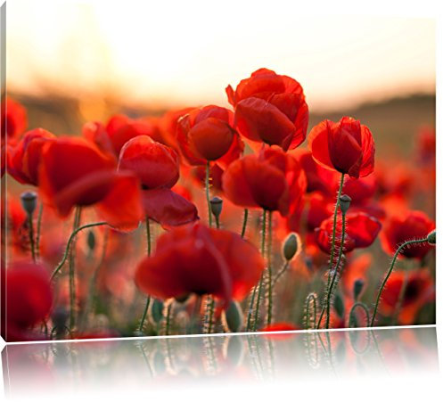 Pixxprint Feuriger Mohn, Größe: 120x80cm, Leinwandbild, fertig gespannt, Wandbild, Dekoration, Kunstdruck, kein Poster