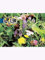 Hasenapotheke für Niederwild 1kg