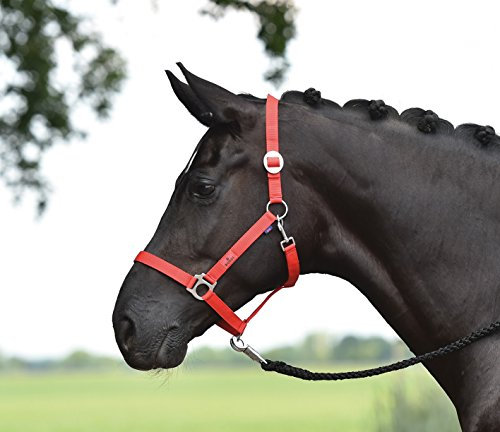 Busse