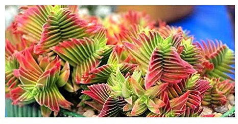 Crassula capitella - Sukkulente - 10 Samen