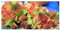 Crassula capitella - Sukkulente - 10 Samen