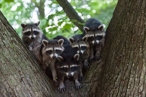 3-D Postkarte (Nr. 10189) Lentikular-Karte Waschbären:WASCHBÄR-FAMILIE IM BAUM
