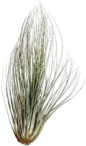 5 Stück Tillandsia filifolia, Tillandsien für Terrarien, Aufsitzerpflanzen