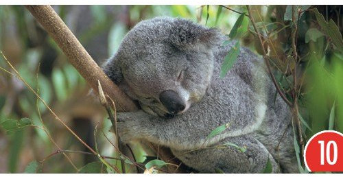 10-er Packung: Postkarte Koala 23x11 cm