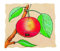 Beleduc 17039 - Lagen - Puzzle Apfel