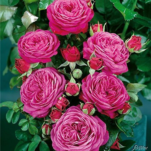 Rose 'Heidi Klum Rose®' - Beetrose violette Blüten - Pinke Rose Pflanze Winterhart Halbschattig gesundes Laub - von Garten Schlüter - Pflanzen in Top Qualität
