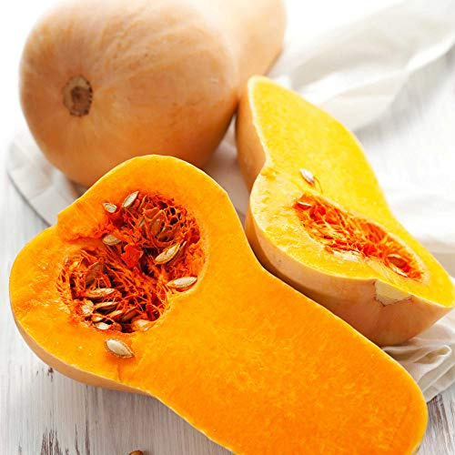 Suttons Squash Seeds - F1 Hunter, Squash Seeds, Vegetable Seeds, Cucurbita, 12 Seeds per Pack, Grow Your own, Ideal for Greenhouse, Bed and Boarders