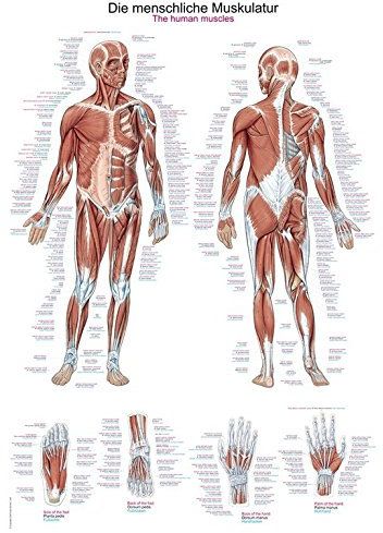 Anatomische Lehrtafel Die menschliche Muskulatur | ca. 70 x 100 cm
