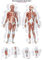 Anatomische Lehrtafel Die menschliche Muskulatur | ca. 70 x 100 cm