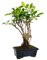 BonsáiGranada | Ficus Retusa 5 ans