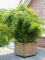 Baumschule Pflanzenvielfalt Fargesia murielae Hobbiebrunkens Favorit Gartenbambus - 40-60 cm