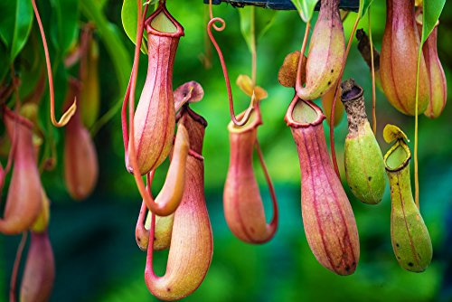 Nepenthes Rafflesiana 5 Seeds- Stunning Plant