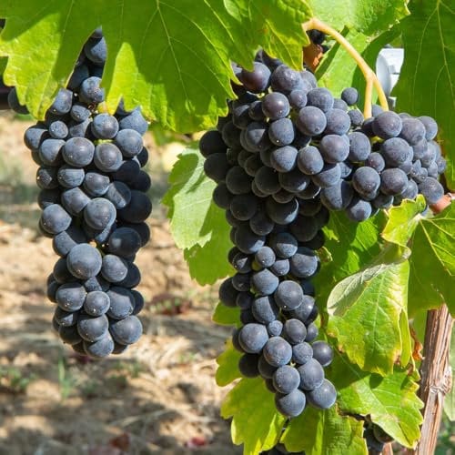 YouGarden Black Grape Vine in 2 Litre Pot, 60cm Tall Dessert Grape, Grow Your Own Grapes, Garden Ready Established Potted Vines