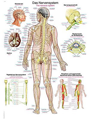 anatomische Lehrtafel „Das Nervensystem“ Anatomie Poster, Lehrposter, 50x70cm