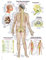anatomische Lehrtafel „Das Nervensystem“ Anatomie Poster, Lehrposter, 50x70cm