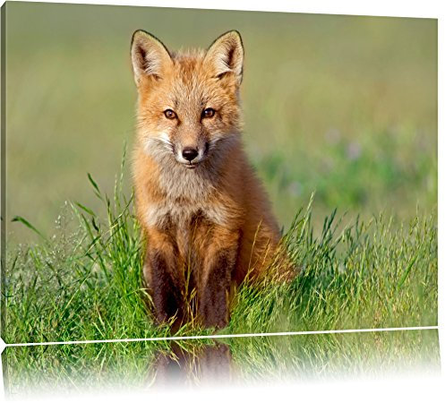 Pixxprint Kleiner Fuchs, Größe: 60x40cm, Leinwandbild, fertig gespannt, Wandbild, Dekoration, Kunstdruck, kein Poster