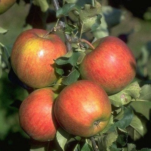 Apfelbaum Jonagold 10 L Co.