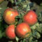 Apfelbaum Jonagold 10 L Co.