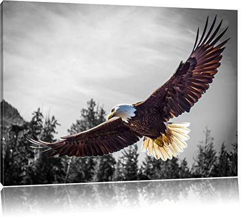 Pixxprint großer Fliegender Adler B&W, Größe: 100x70cm, Leinwandbild, fertig gespannt, Wandbild, Dekoration, Kunstdruck, kein Poster