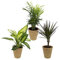 Dominik Blumen und Pflanzen, Zimmerpflanzen Set aus 1x Diefenbachie, 1x Bergpalme und 1x Drachenbaum (Dracaena marginata), 10 - 12 cm Topf, mit terrakotta - farbenem Übertopf