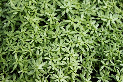 WASSERPFLANZEN WOLFF - Callitriche palustris - Sumpf-Wasserstern - Frühlingswasserstern - 4er Set durchwurzelte QUALITÄTSSTAUDEN im PFLANZKORB - heimisch - winterhart - immergrün - Klärpflanze!