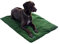 FARM-LAND Hundedecke - ProThermo 70 x 100 cm - grün