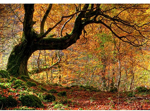 Runa Art Papier peint intissé automne forêt 352 x 250 cm Toison Mur XXL Tableaux Muraux Tapisserie Photo Décoration Murale Salon Chambre marron orange 9043011a