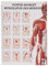 Muskulatur des Menschen Mini-Poster Booklet Anatomie 34x24 cm, 12 Poster