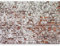 murando - Fototapete XXL Ziegelmauer 500x280cm - Foto Tapete Schlafzimmer Wohnzimmer Vliestapete XXL Wandtapete Motivtapeten Bildtapete 3d Effekt Wand Dekoration - Flu Ziegelstein Mauer f-A-0452-a-a