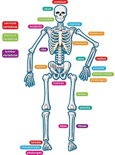 Teacher Created Resources Human Skeleton Magnetic Accents, Multi, 33 x 10 x 9.1