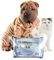ICF | CLX Pet Wipes | Gentle Dog & Cat Cleaning Wipes for Paws, Ears & Skin Folds | Deodorizing & Moisturizing | No-Rinse, Daily Use | 20 Count