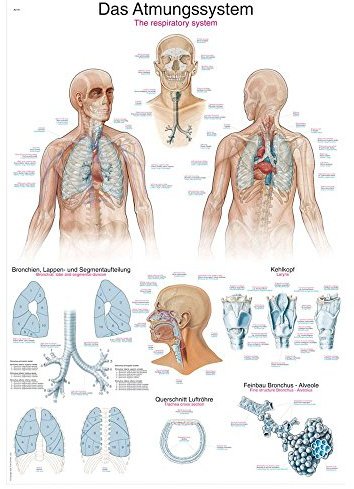 anatomische Lehrtafel „Das Atmungssystem“, 50x70 cm, Anatomie Poster, Lehrposter