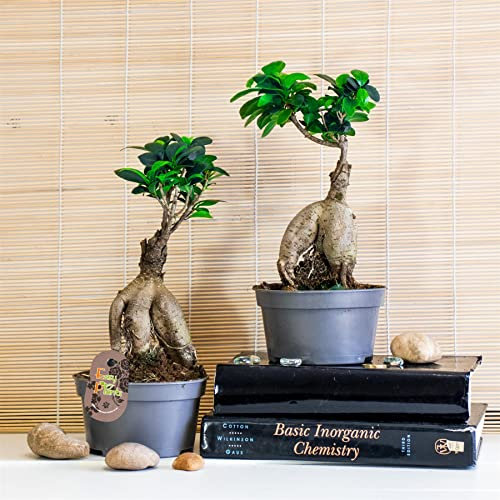 2 Ficus Ginseng Indoor Tree in 12cm Pot Live Garden House Office Home Plant Decorative Chinese Bonsai Microcarpa Buddha