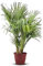 Tropictrees Chamaerops Humilis | Zwergpalme winterhart & kältebeständig, mit einer Höhe von 120 cm | Kleinwüchsig | Outdoor Grünpflanzen | Outdoor Palme
