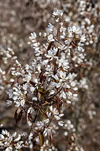 Felsenbirne Amelanchier Rainbow Pillar 40-60 cm winterhart