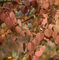 Pracht-Kuchenbaum 60-80cm - Cercidiphyllum magnificum - Gartenpflanze